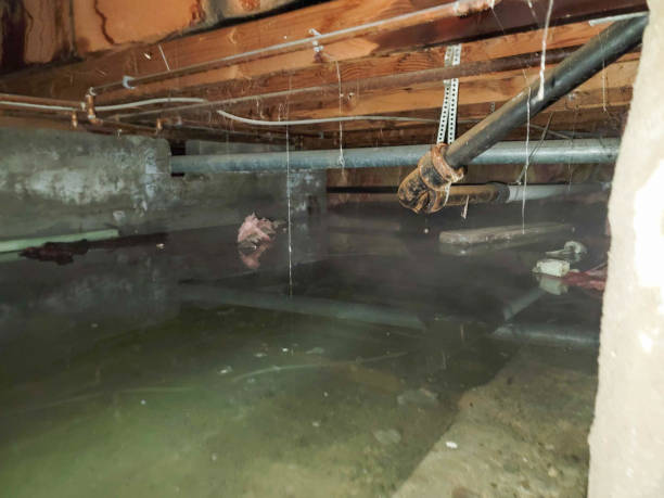  Pinellas Park, FL Water damage restoration Pros